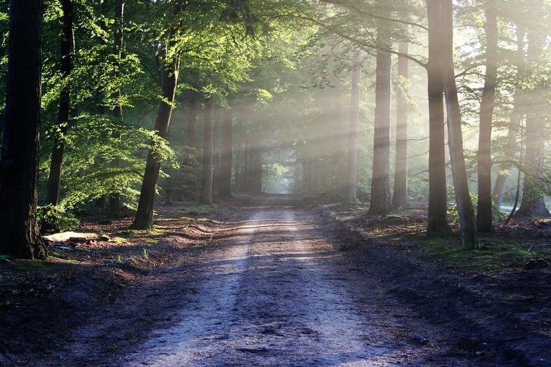 Forest Stroll